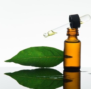 Bay Leaf Oil (Pimento Racemosa) – Kasaaroma